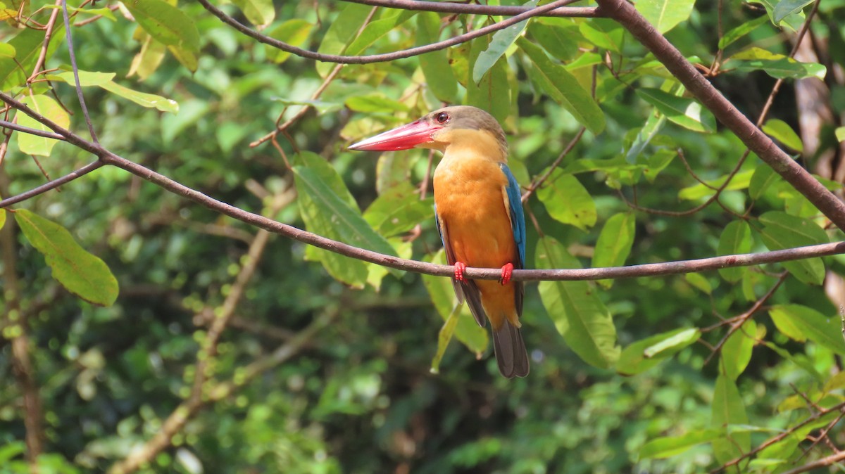 Stork-billed Kingfisher - ML641100659