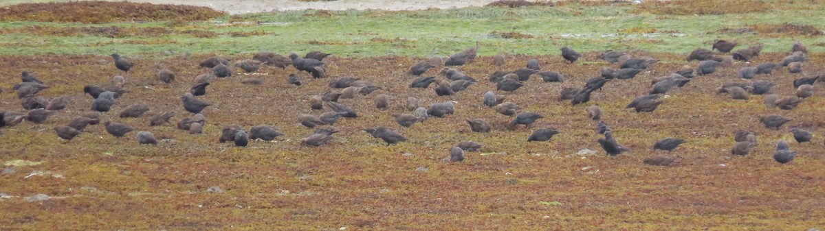 Spotless Starling - ML641100660