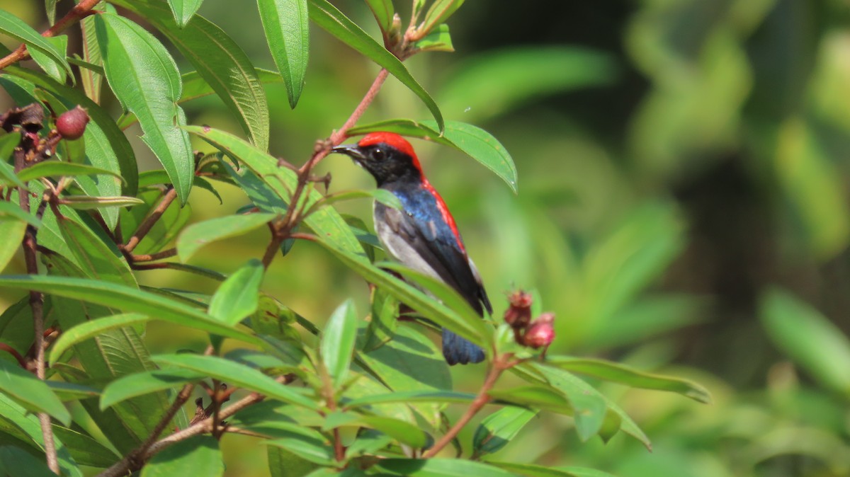 Scarlet-backed Flowerpecker - ML641100665