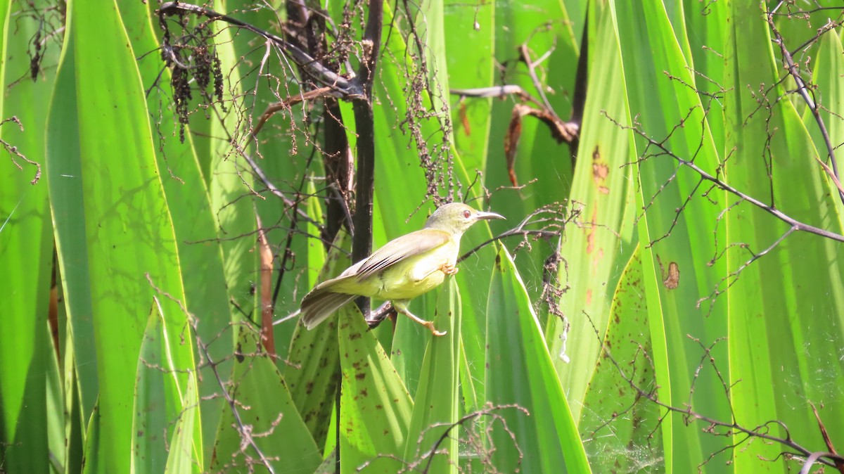 Brown-throated Sunbird - ML641100667