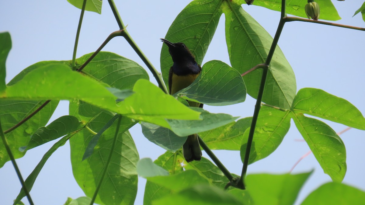 Ornate Sunbird - ML641100668
