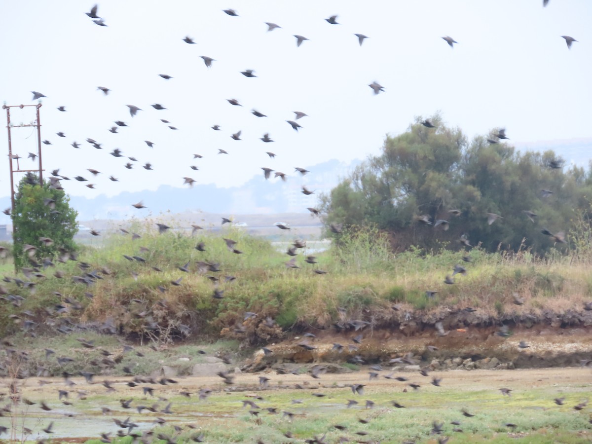 Spotless Starling - ML641100669