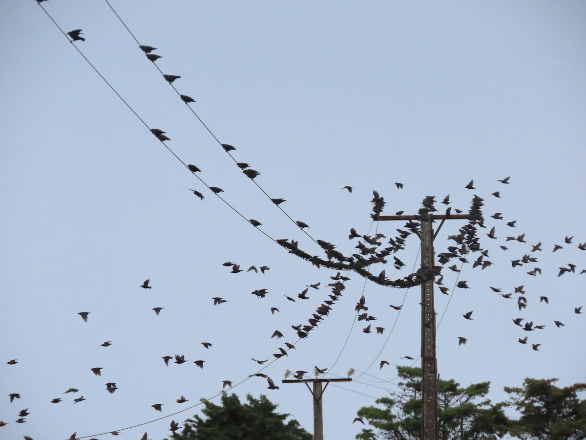 Spotless Starling - ML641100671