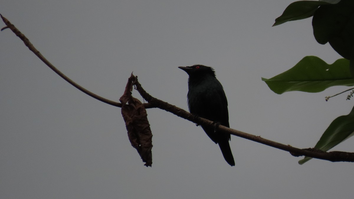 Asian Glossy Starling - ML641100695