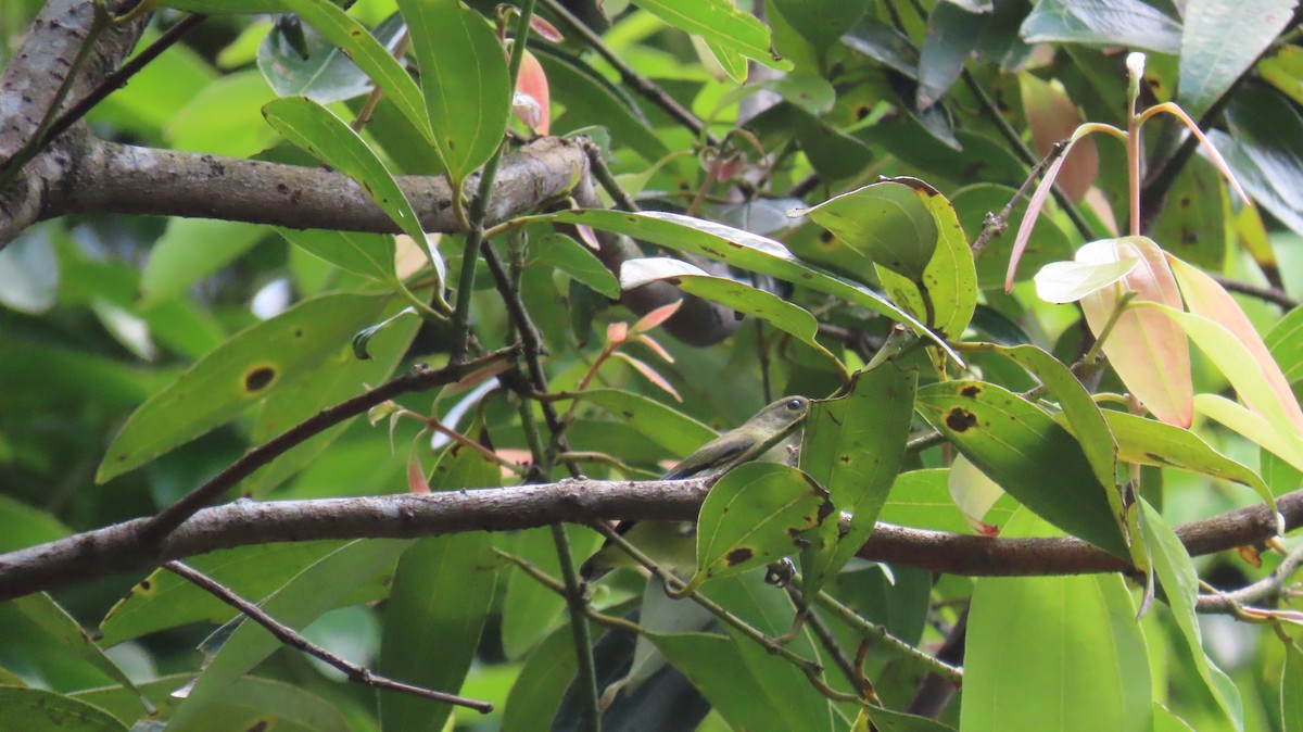 Orange-bellied Flowerpecker - ML641100696