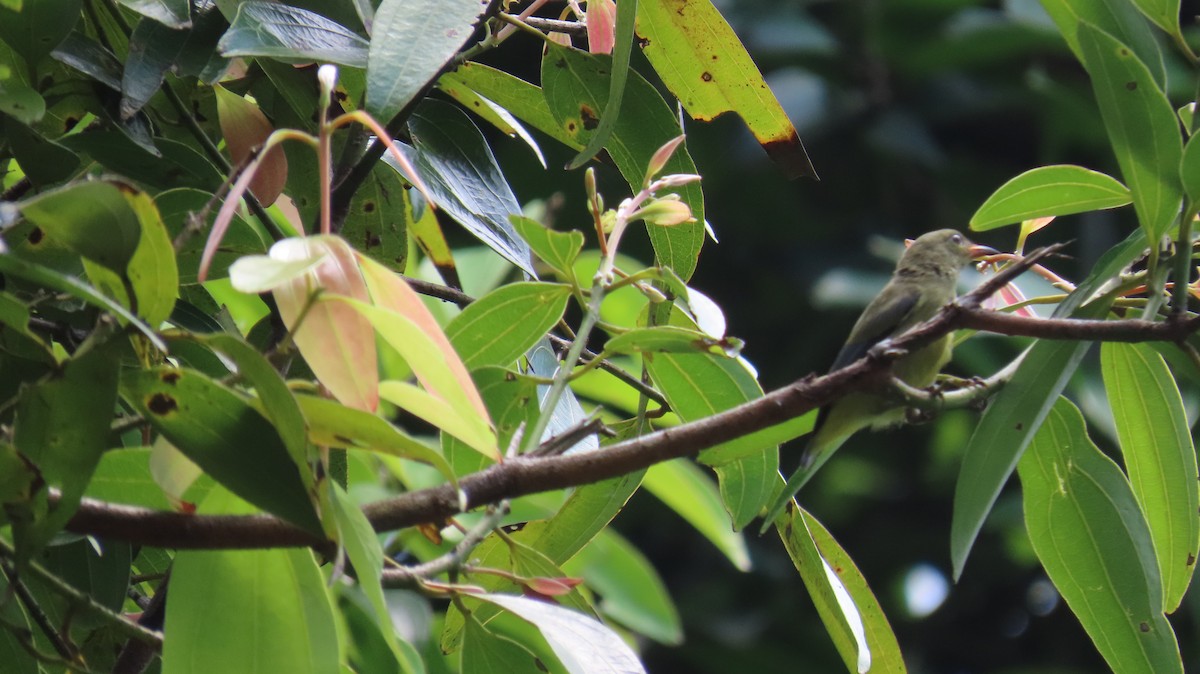 Orange-bellied Flowerpecker - ML641100697