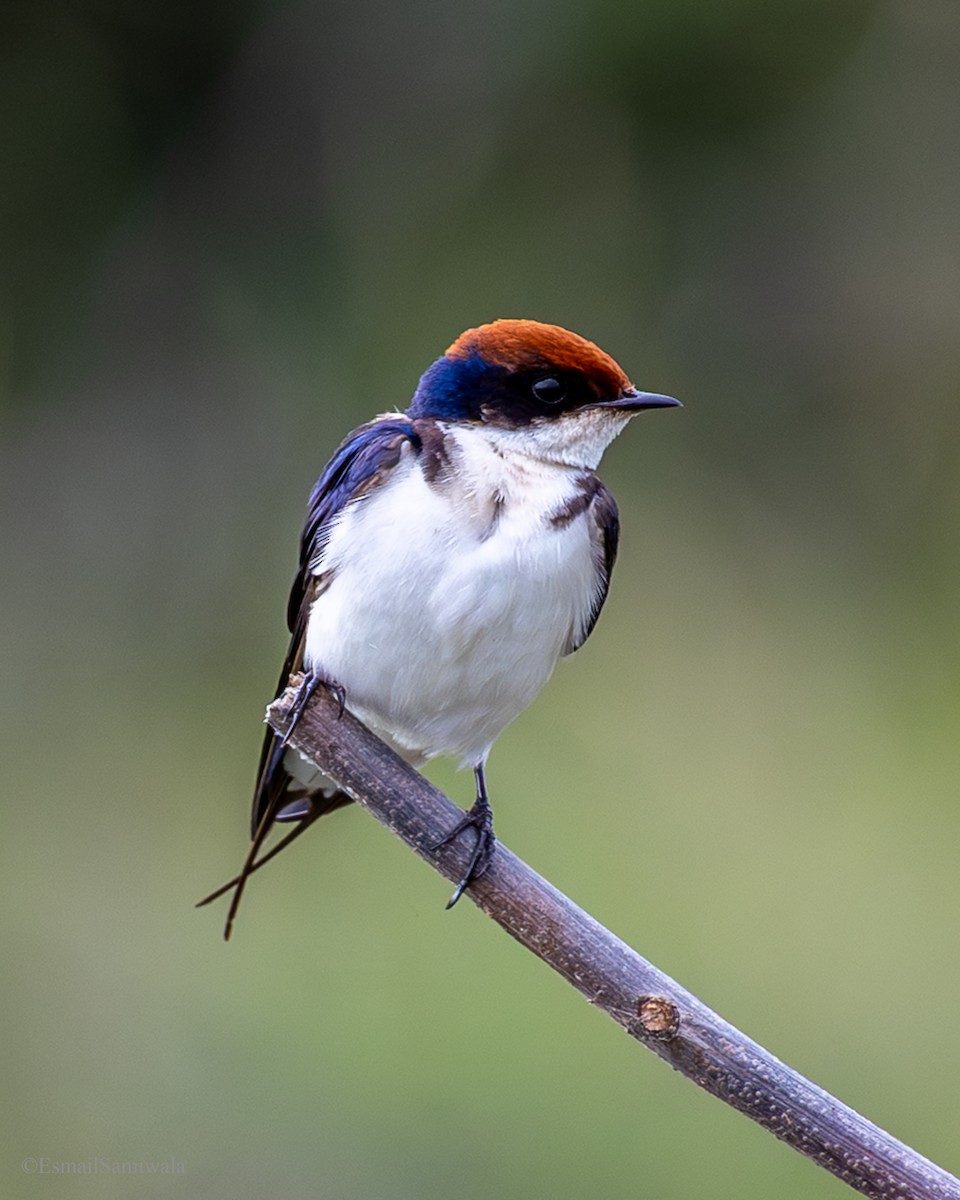 Wire-tailed Swallow - ML641100736