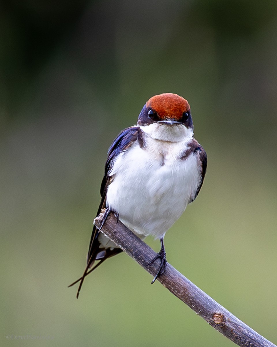 Wire-tailed Swallow - ML641100737