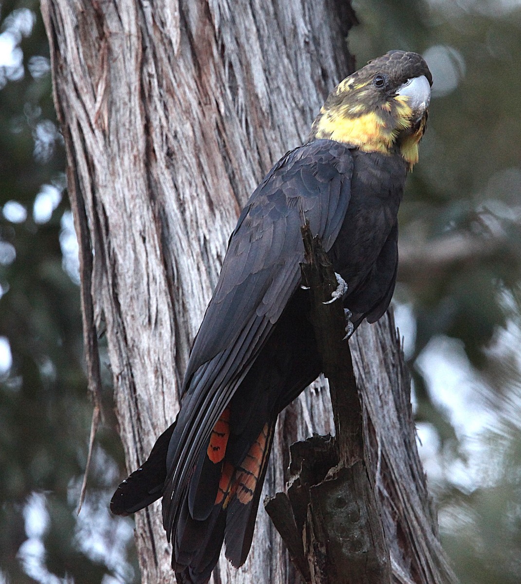 Glossy Black-Cockatoo - ML641100738