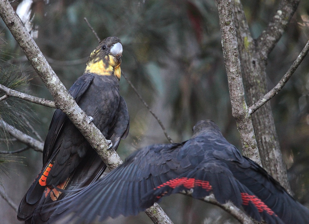 Glossy Black-Cockatoo - ML641100740