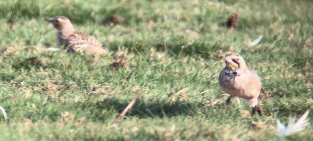 Horned Lark - ML641100741