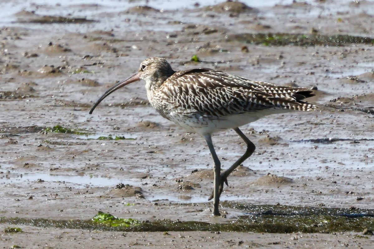 Eurasian Curlew - ML641100742