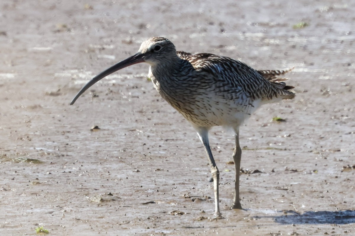 Eurasian Curlew - ML641100743
