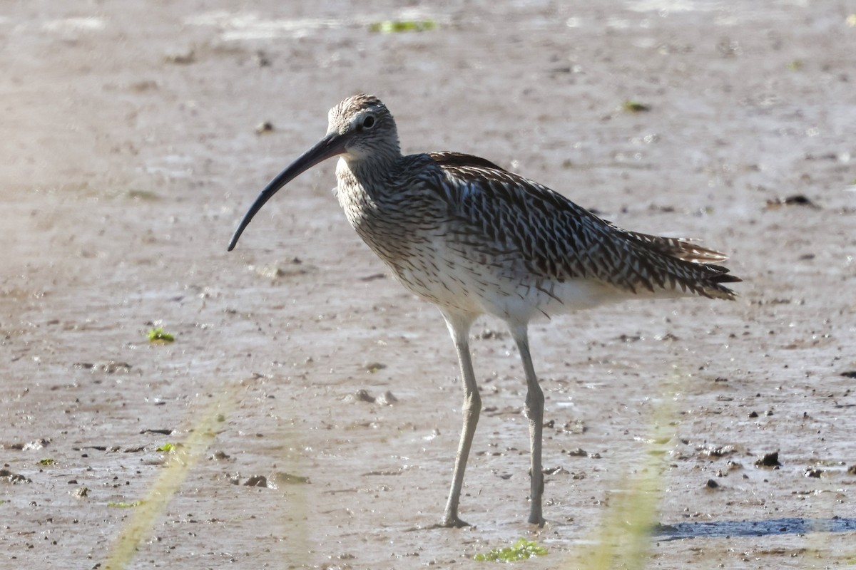 Eurasian Curlew - ML641100744