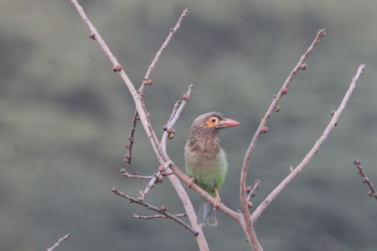 Brown-headed Barbet - ML641100750