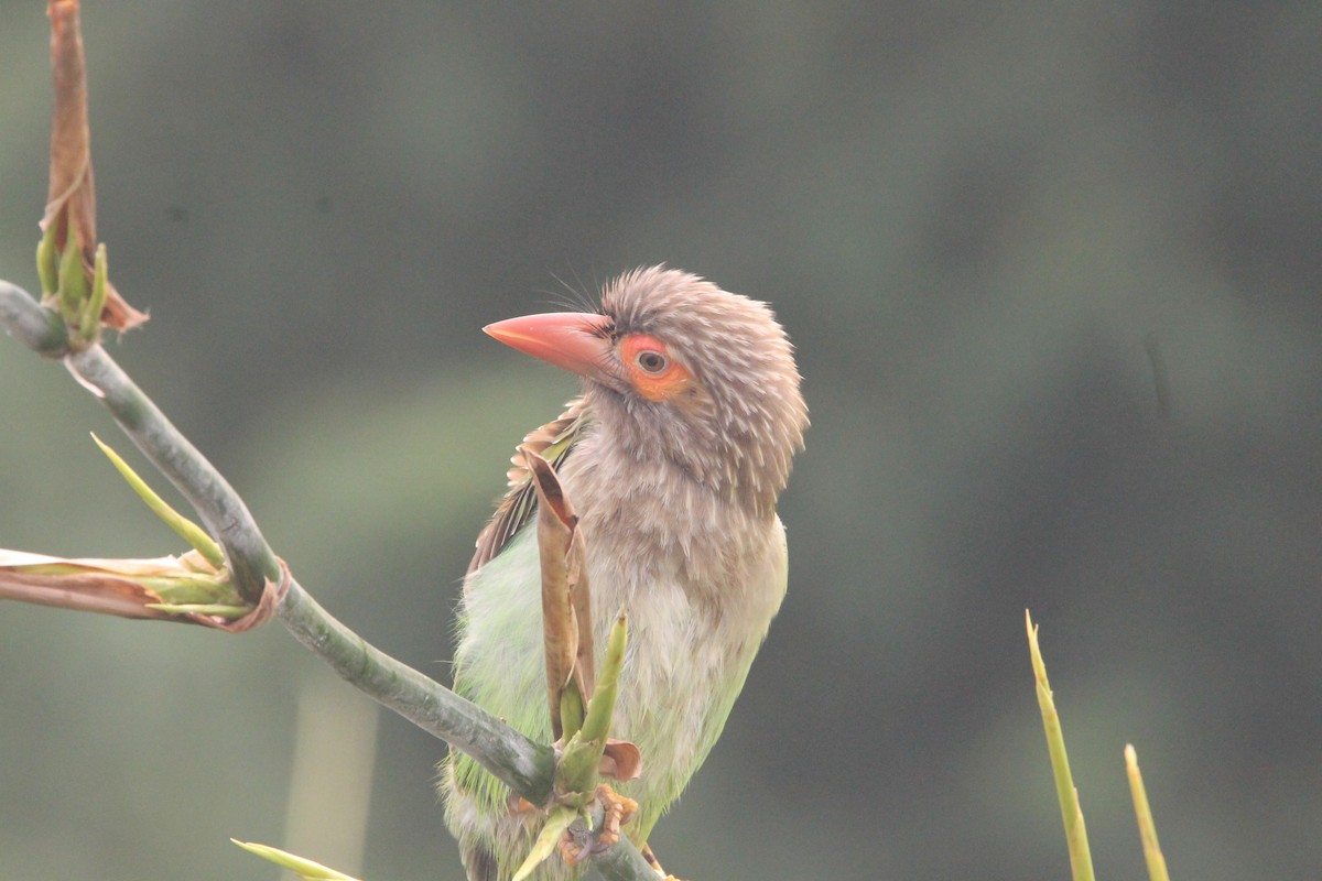 Brown-headed Barbet - ML641100751