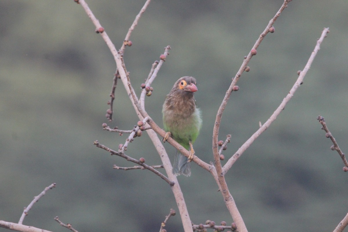 Brown-headed Barbet - ML641100752