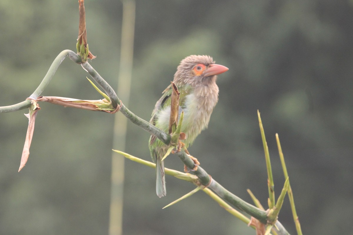 Brown-headed Barbet - ML641100753