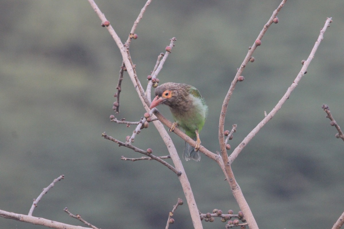 Brown-headed Barbet - ML641100754