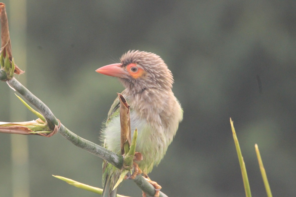 Brown-headed Barbet - ML641100755