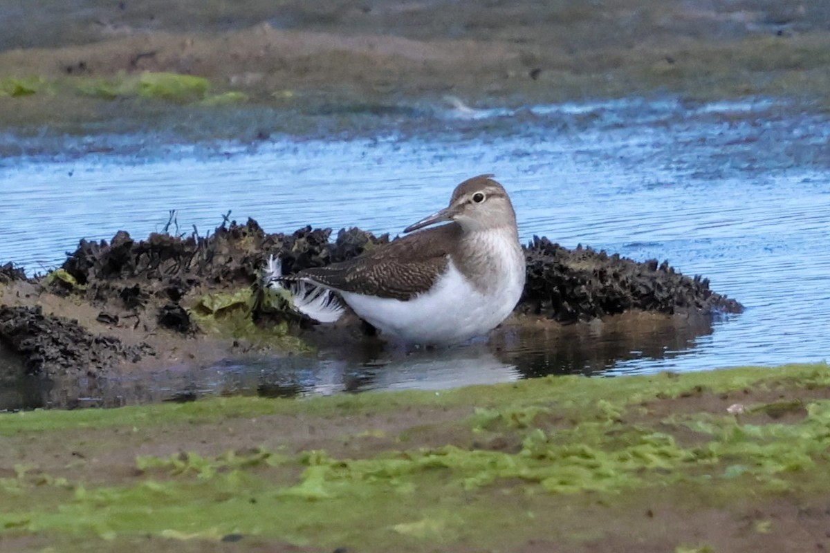 Common Sandpiper - ML641100756