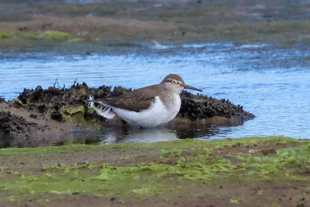 Common Sandpiper - ML641100757
