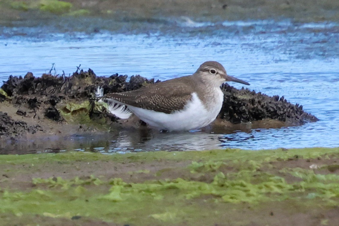 Common Sandpiper - ML641100758