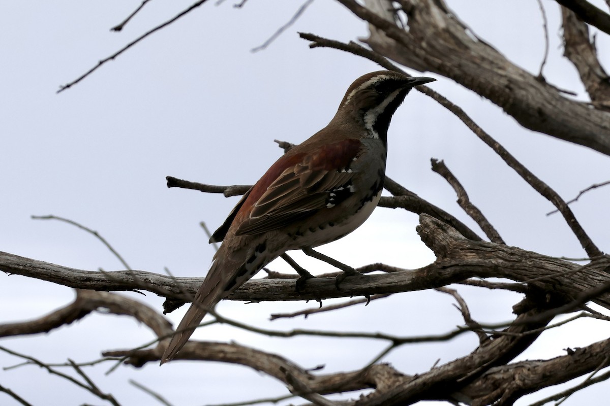 Chestnut Quail-thrush - ML641100760