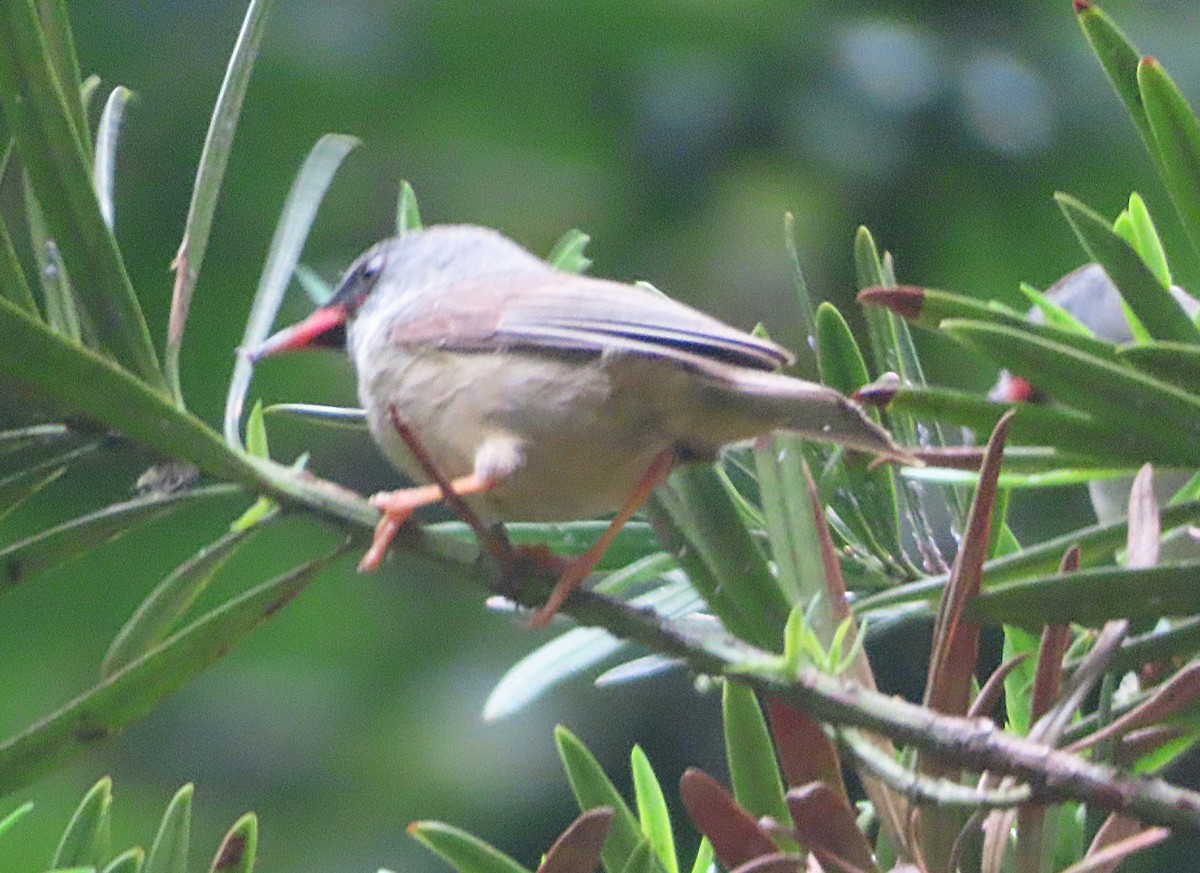 Black-chinned Yuhina - ML641100761