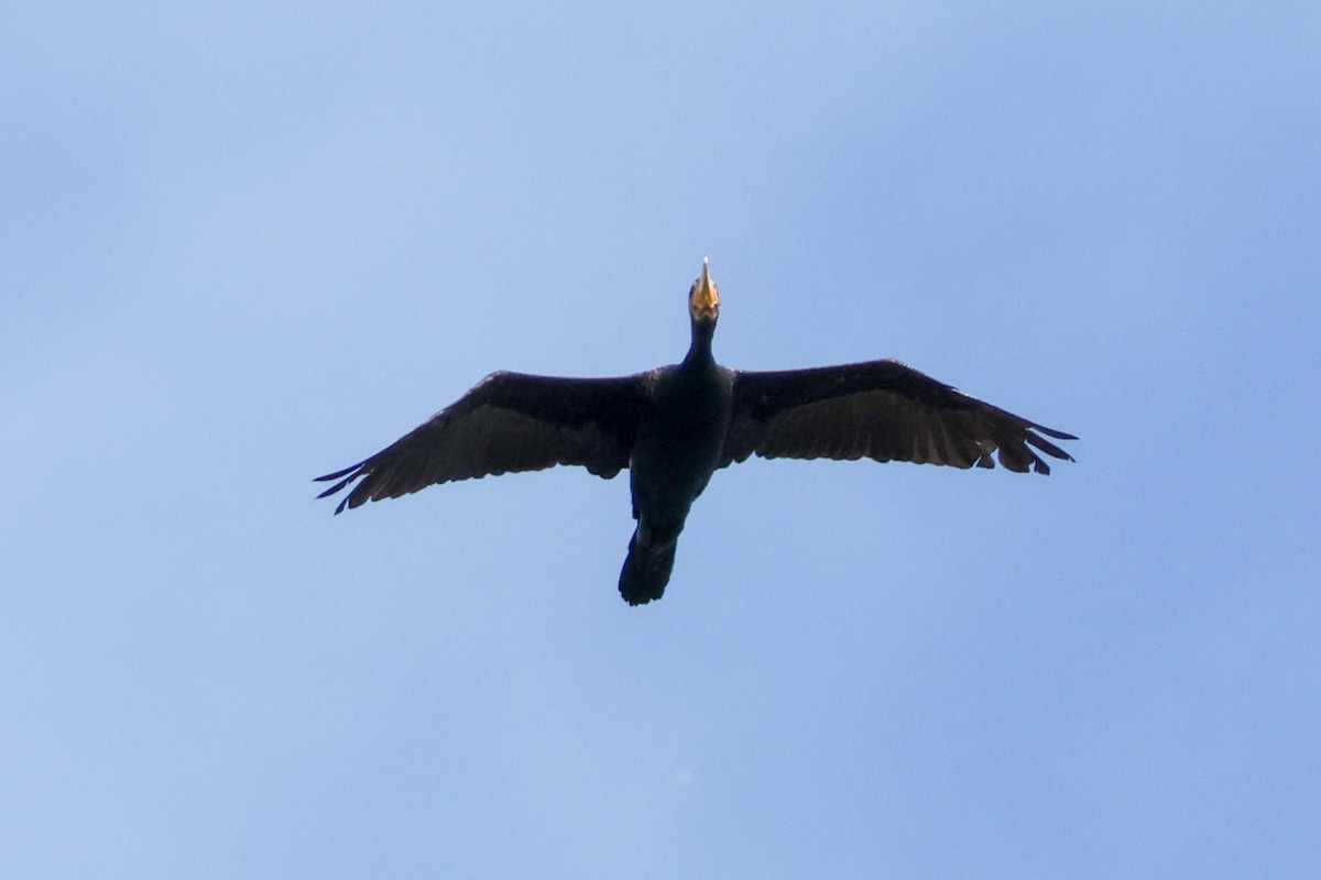 Great Cormorant - ML641100763