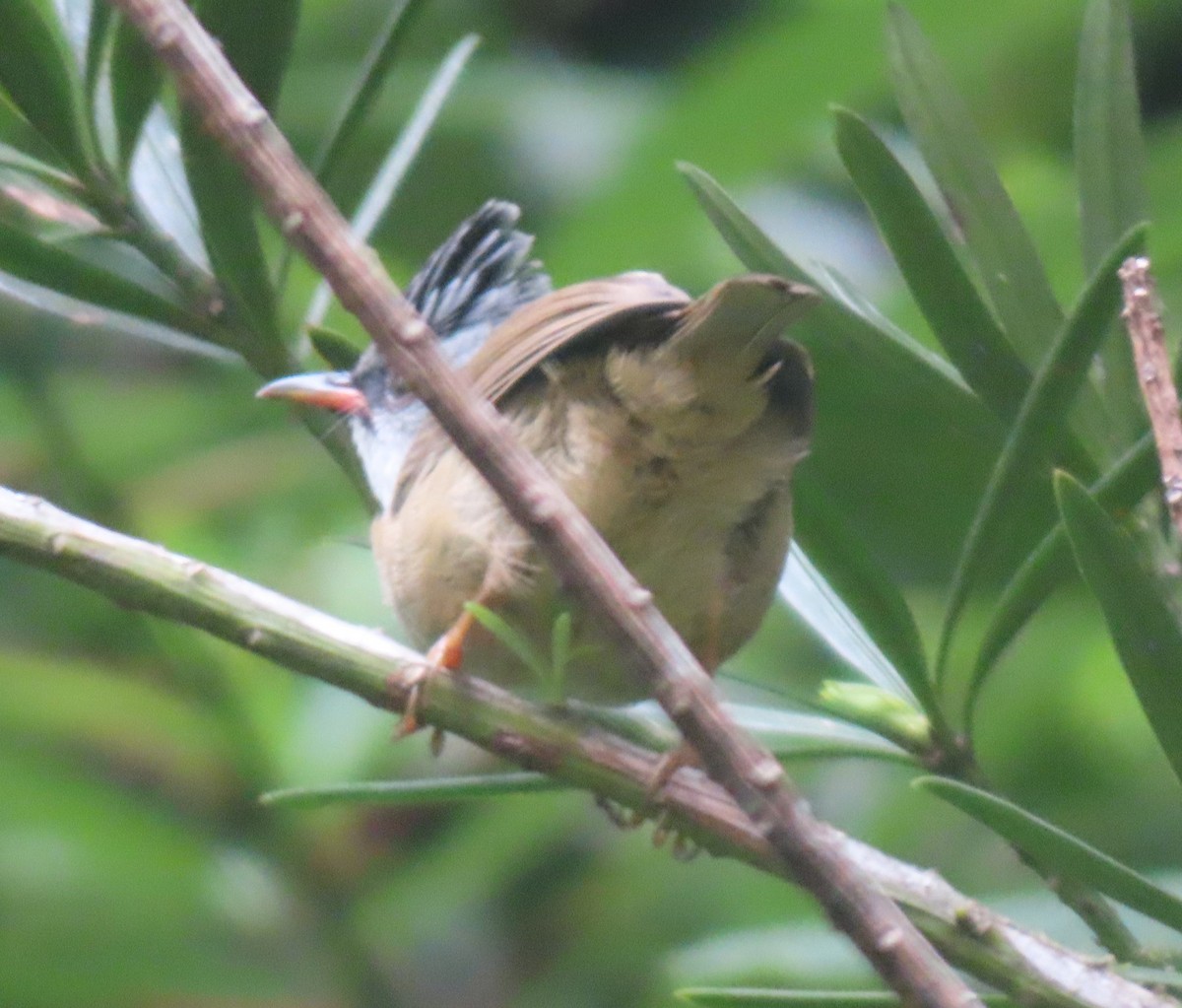 Black-chinned Yuhina - ML641100764