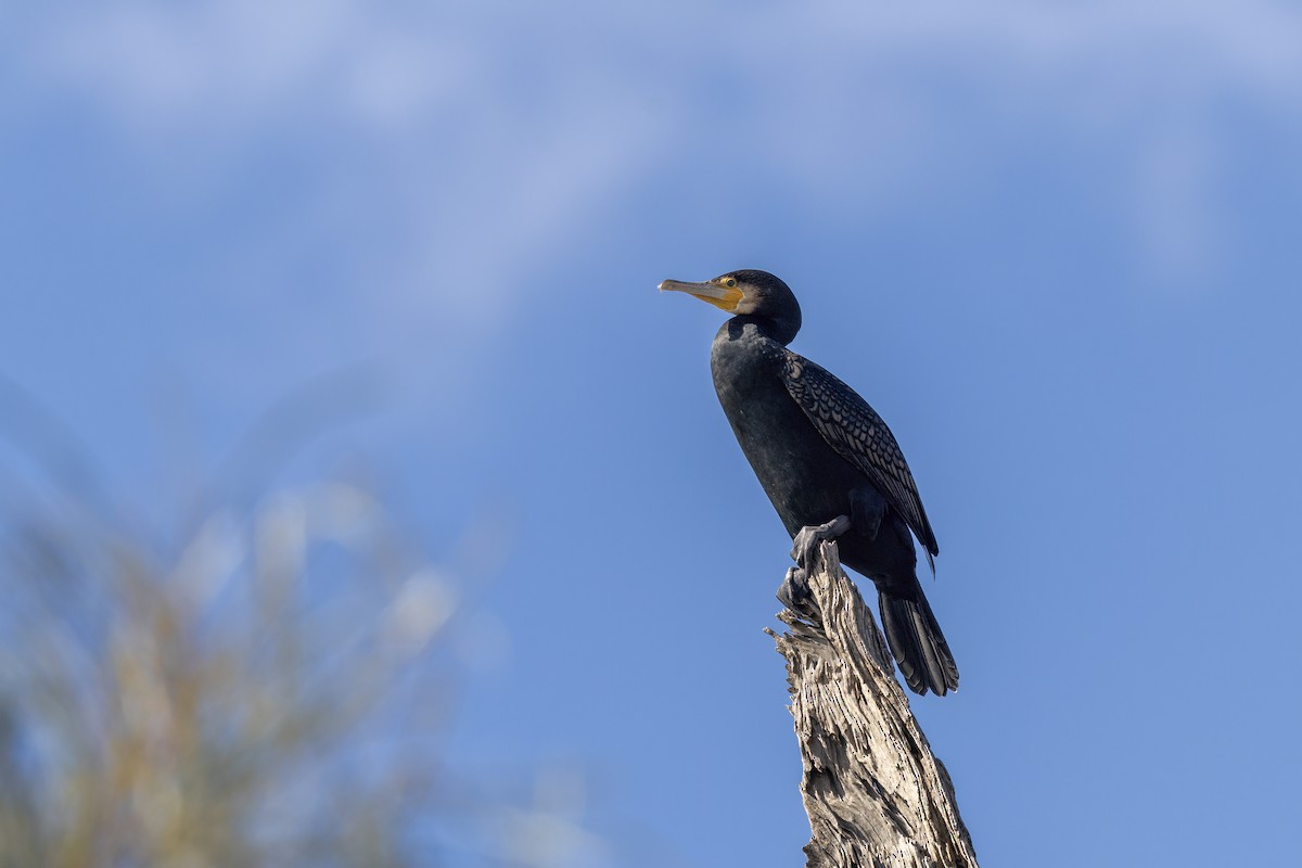 Great Cormorant - ML641100765