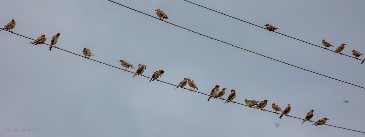 Rosy Starling - ML641100770
