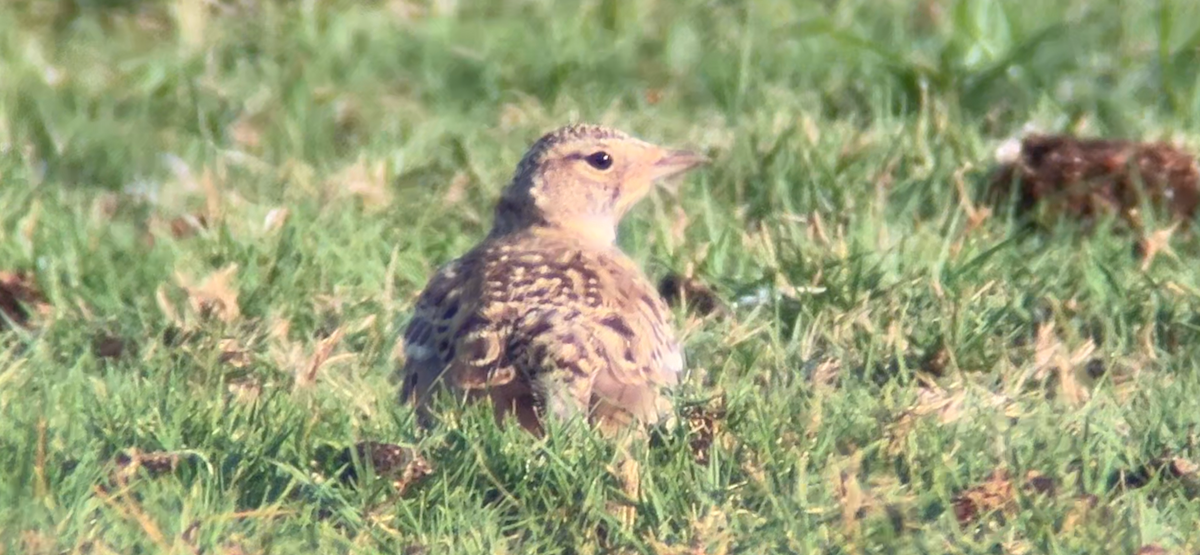 Horned Lark - ML641100789