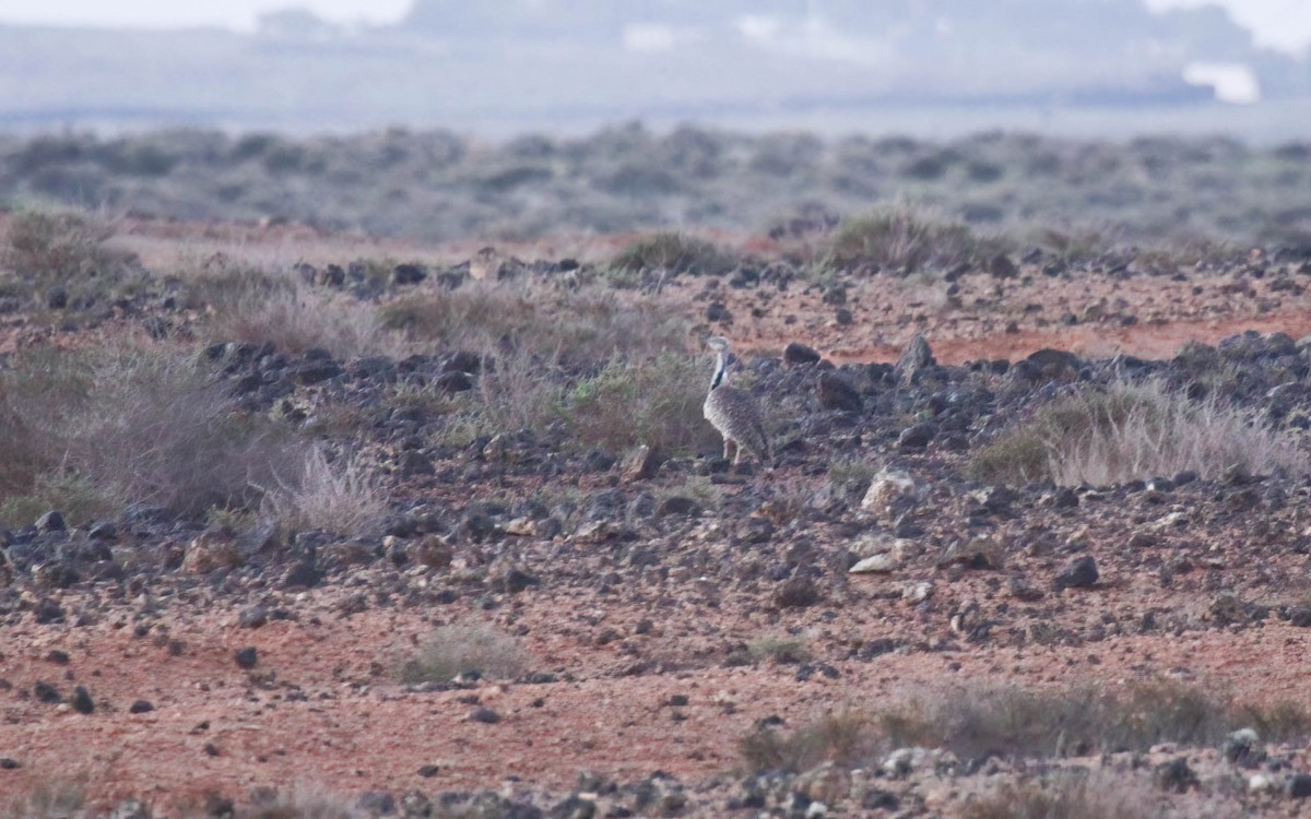 African Houbara - ML641100794