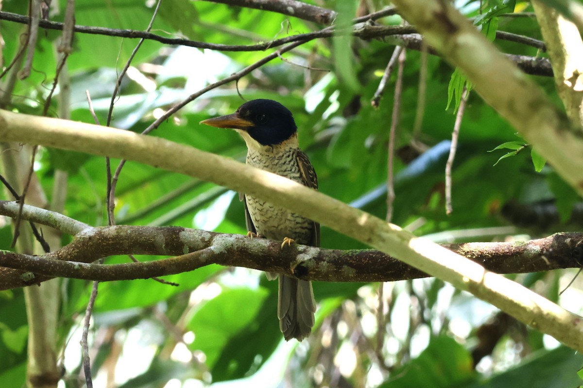 Scaly-breasted Kingfisher - ML641100798