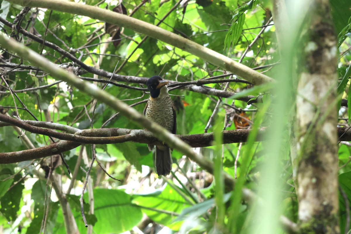 Scaly-breasted Kingfisher - ML641100800