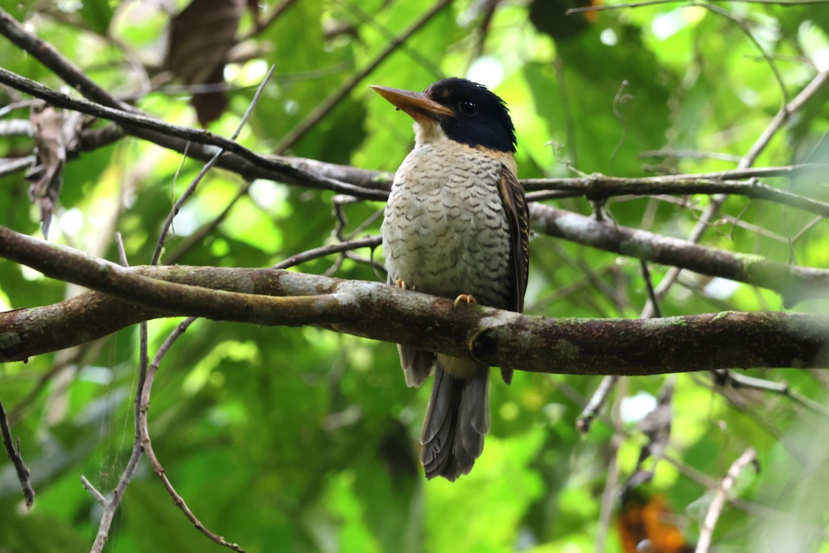 Scaly-breasted Kingfisher - ML641100801