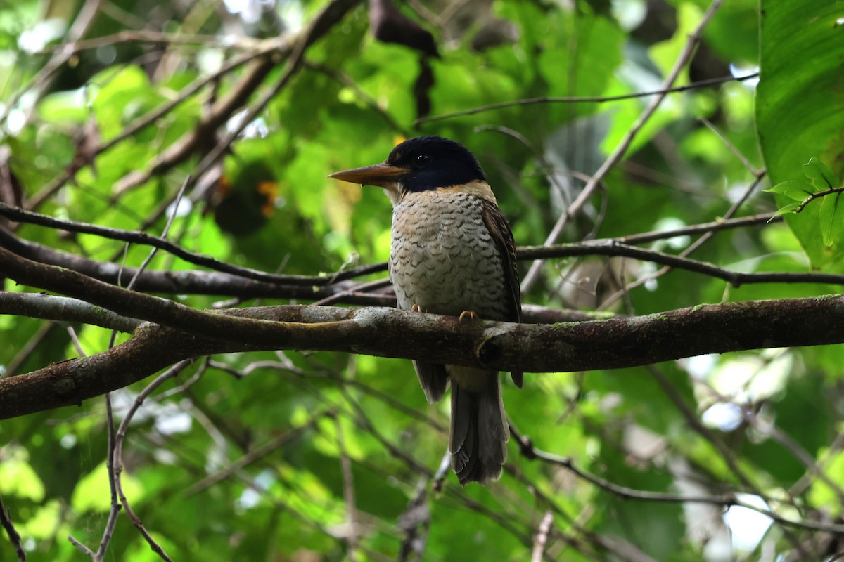 Scaly-breasted Kingfisher - ML641100802