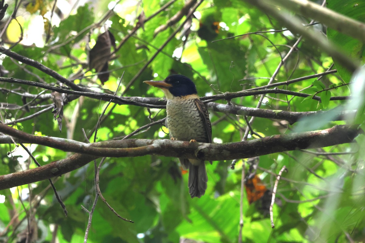 Scaly-breasted Kingfisher - ML641100803