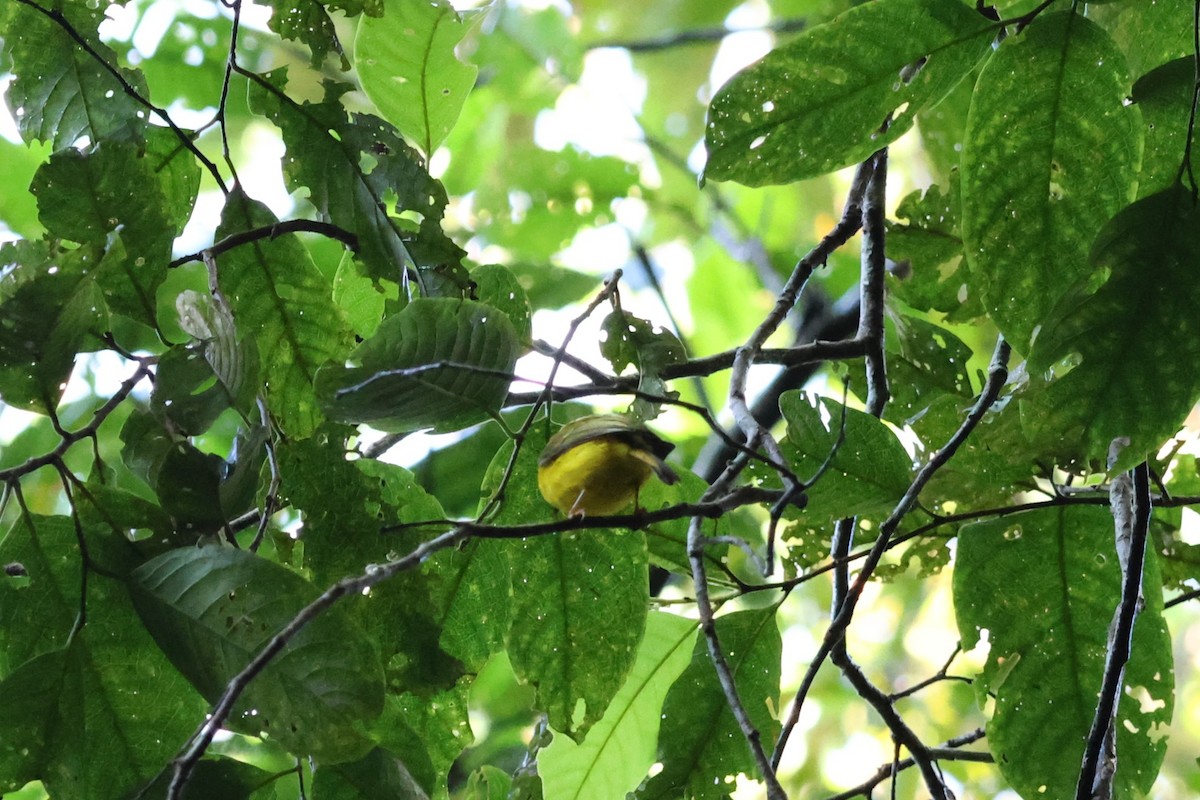 Gobemoustique canari - ML641100823