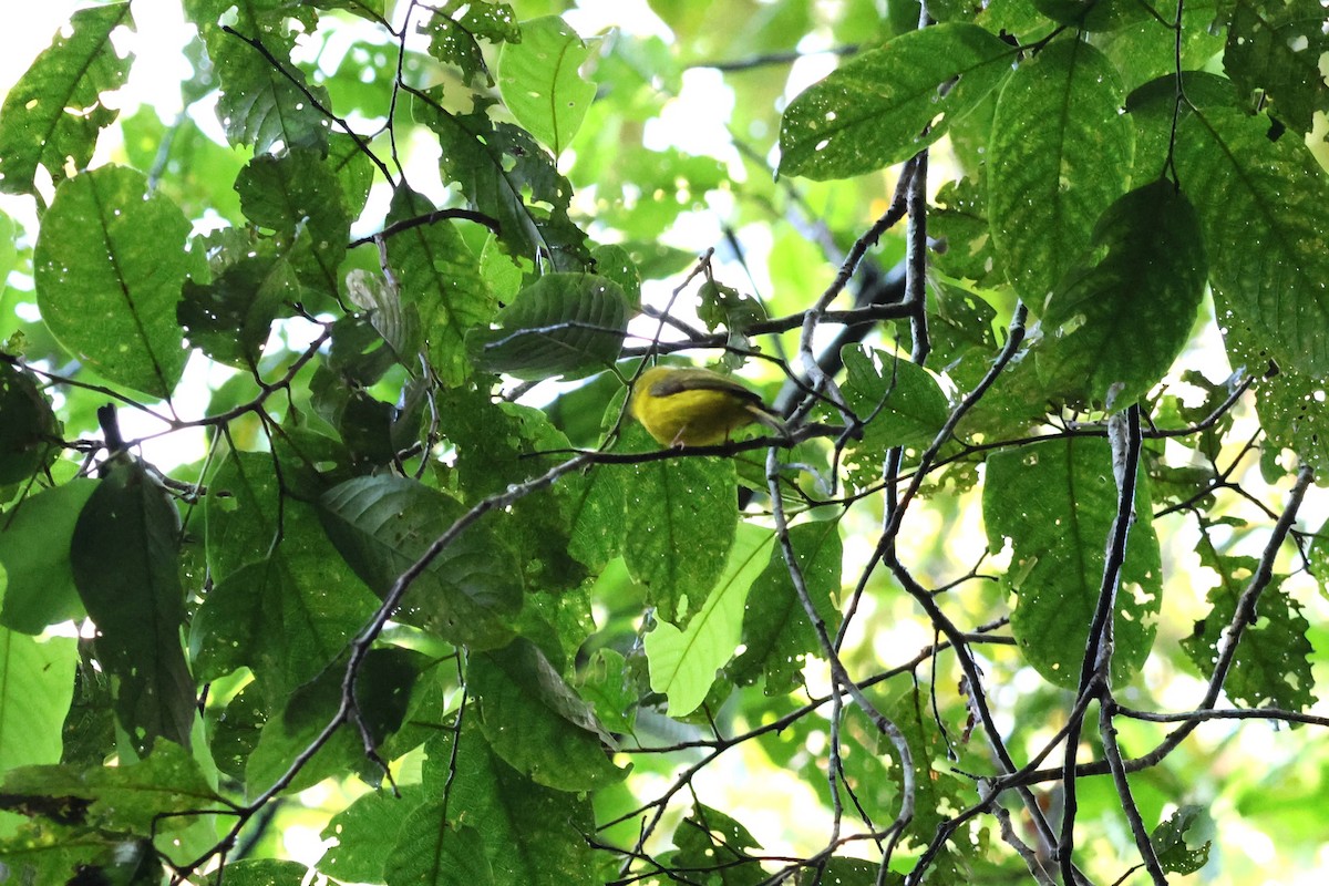 Gobemoustique canari - ML641100824