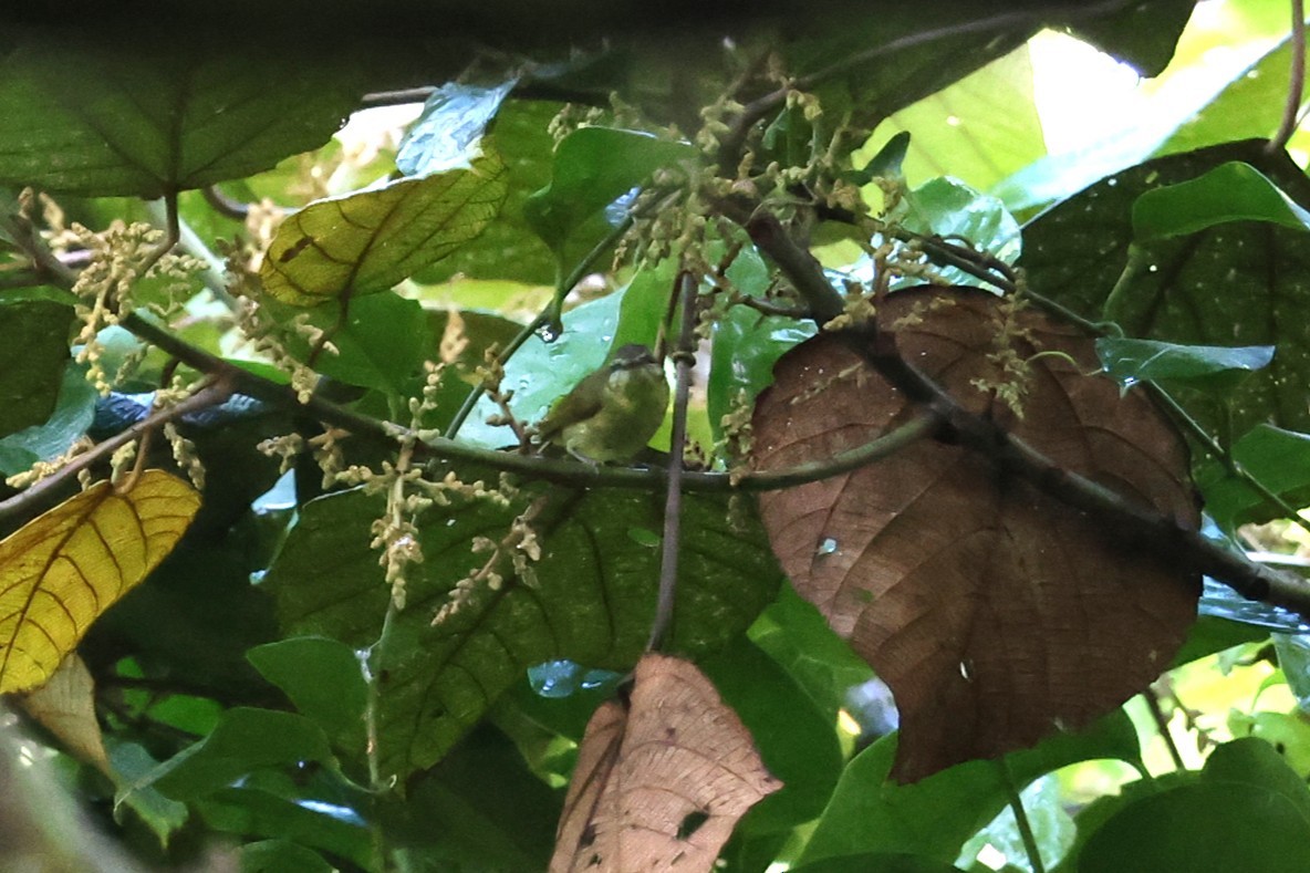 Sulawesi Leaf Warbler - ML641100835