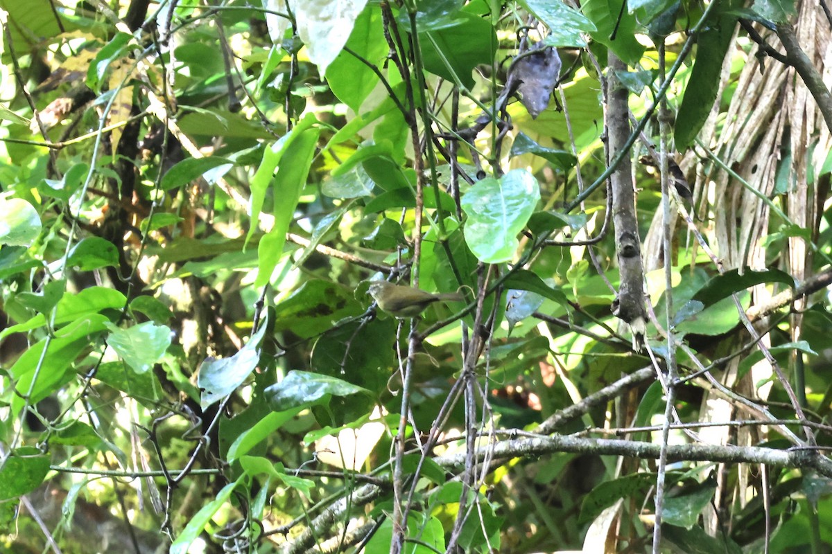 Sulawesi Leaf Warbler - ML641100837