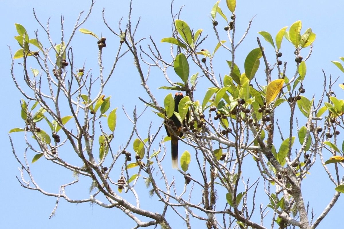 Fiery-browed Myna - ML641100849