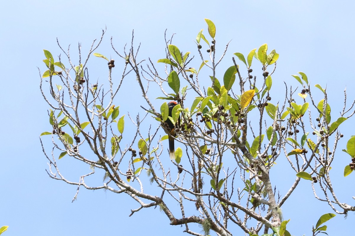 Fiery-browed Myna - ML641100850