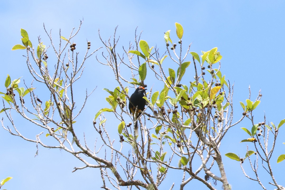 Fiery-browed Myna - ML641100851