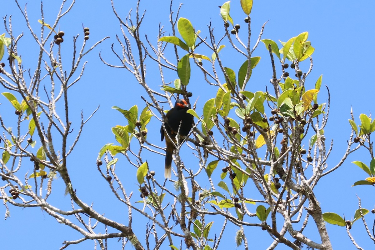 Fiery-browed Myna - ML641100852