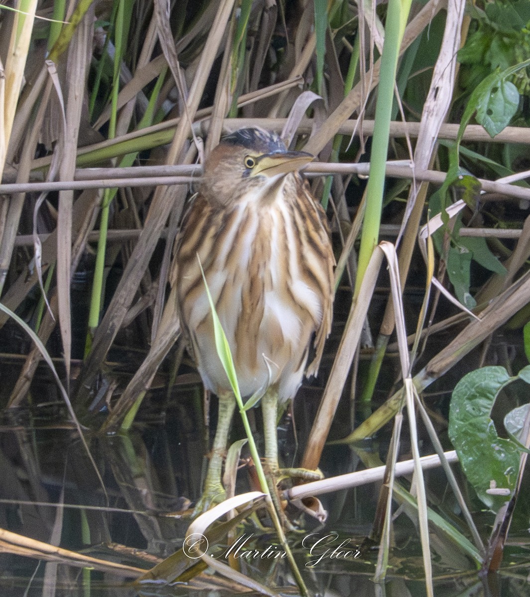 Little Bittern - ML641100881