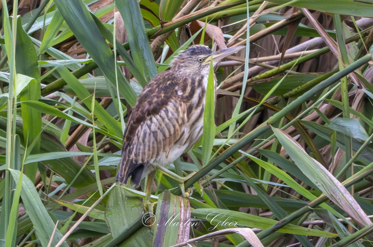 Little Bittern - ML641100882